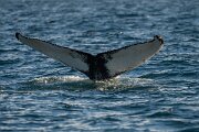 DPPhotography - Iceland - Humpback whale - P