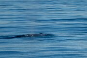 DPPhotography - Iceland - Humpback whale - T