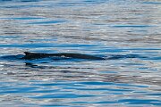 DPPhotography - Iceland - Humpback whale - X