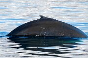 DPPhotography - Iceland - Humpback whale - Y