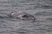 DPPhotography - Iceland - Humpback whale - Z