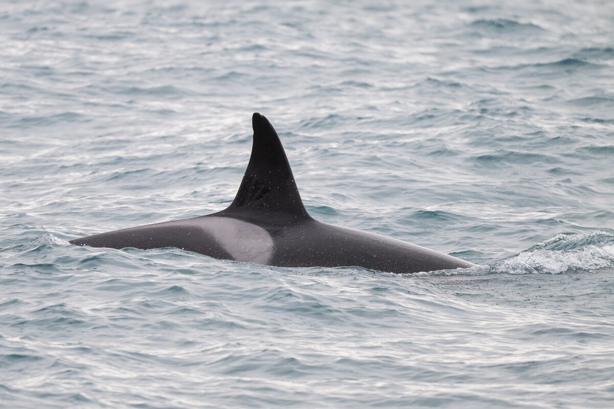 DPPhotography - Iceland - Killer whale - B.jpg - Killer whale - Ólafsvík
