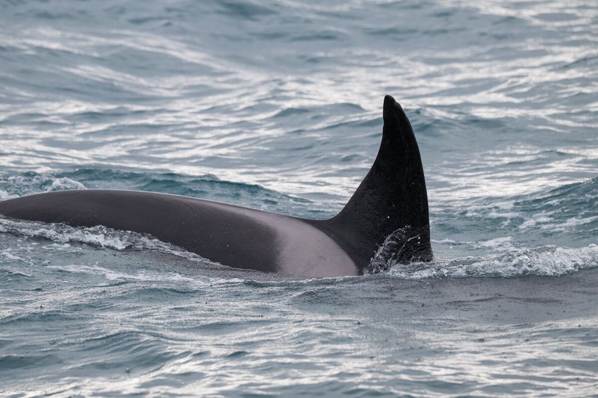 DPPhotography - Iceland - Killer whale - D.jpg - Killer whale - Ólafsvík
