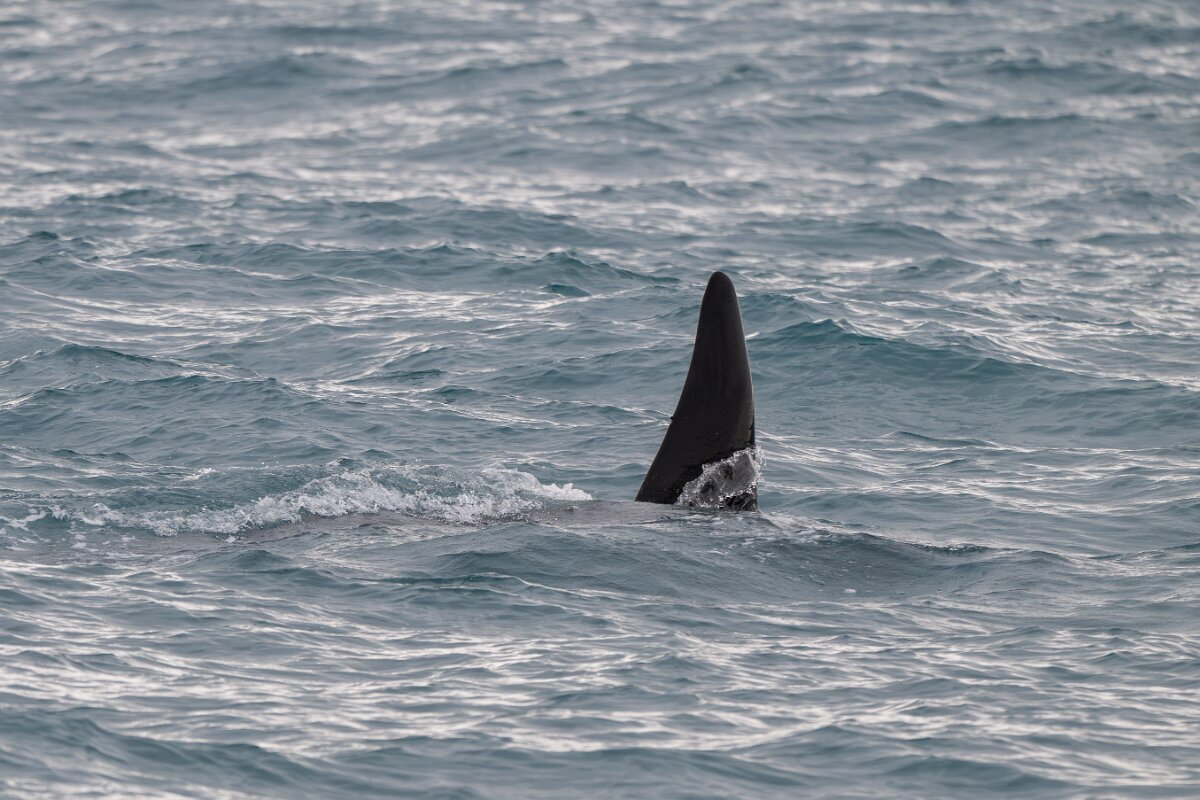 DPPhotography - Iceland - Killer whale - G.jpg - Killer whale - Ólafsvík