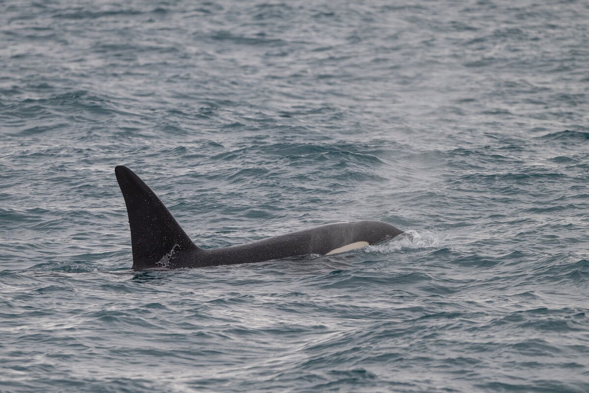 DPPhotography - Iceland - Killer whale - H.jpg - Killer whale - Ólafsvík