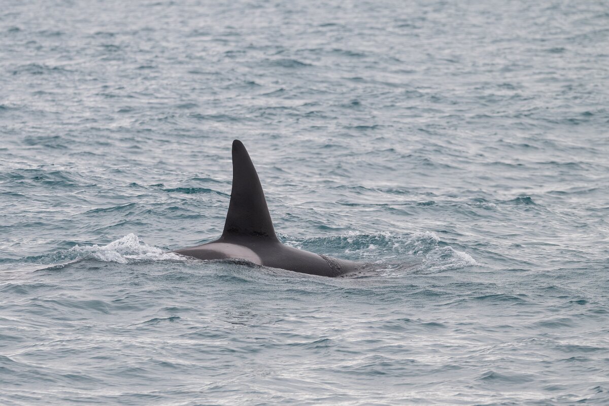 DPPhotography - Iceland - Killer whale - K.jpg - Killer whale - Ólafsvík