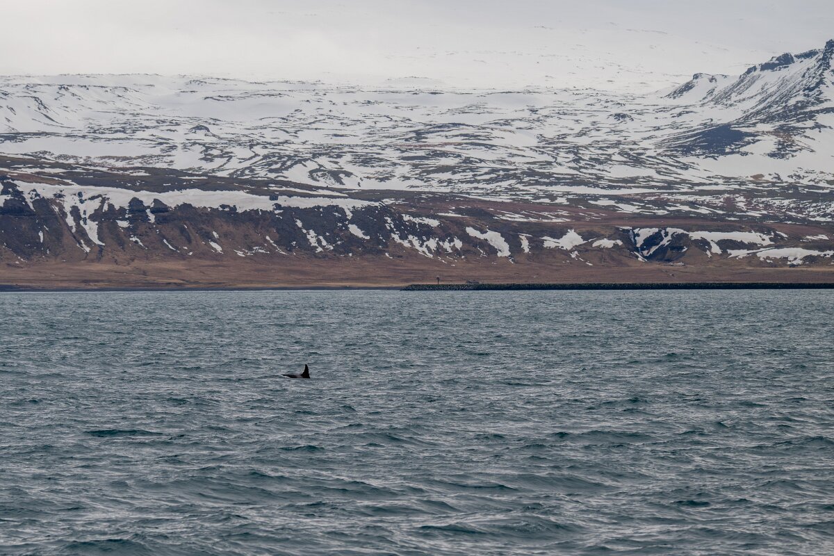 DPPhotography - Iceland - Killer whale - M.jpg - Killer whale - Ólafsvík