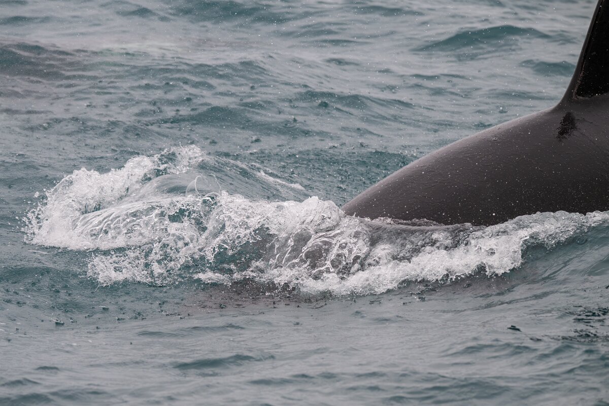 DPPhotography - Iceland - Killer whale - O.jpg - Killer whale - Ólafsvík