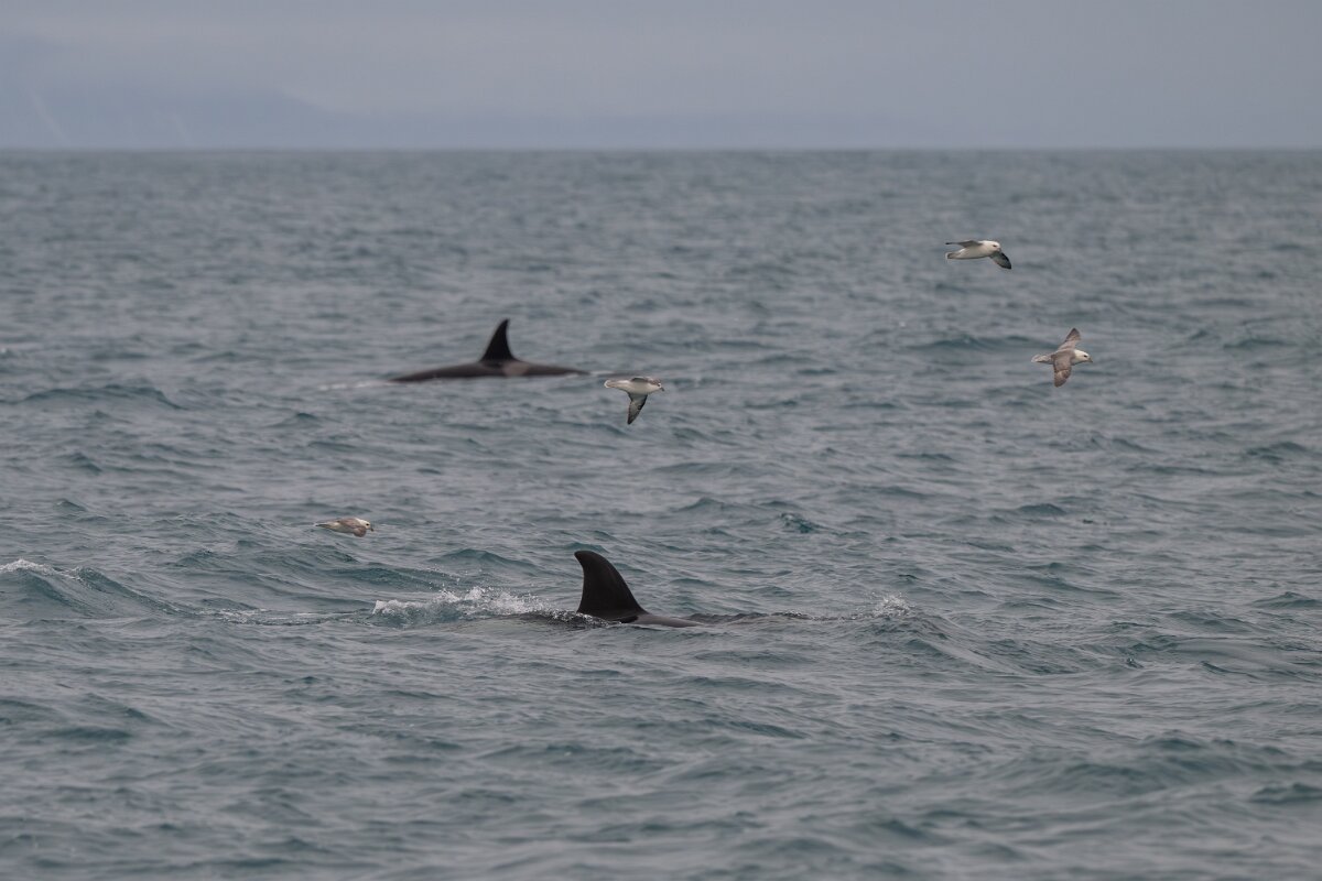 DPPhotography - Iceland - Killer whale - P.jpg - Killer whale - Ólafsvík