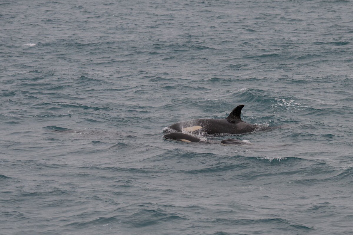 DPPhotography - Iceland - Killer whale - R.jpg - Killer whale - Ólafsvík