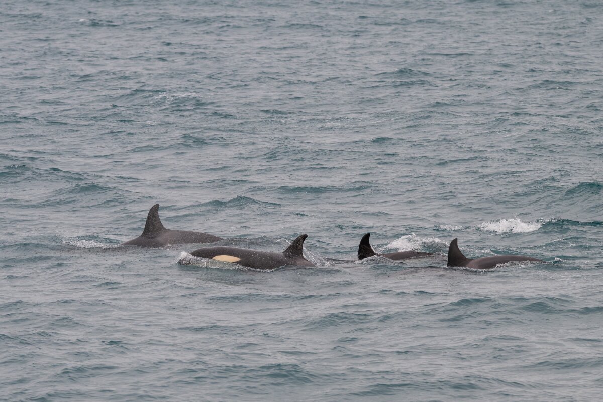 DPPhotography - Iceland - Killer whale - V.jpg - Killer whale - Ólafsvík