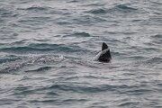 DPPhotography - Iceland - Killer whale - A