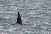 DPPhotography - Iceland - Killer whale - F