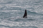 DPPhotography - Iceland - Killer whale - G
