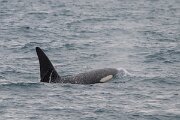 DPPhotography - Iceland - Killer whale - I