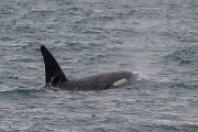 DPPhotography - Iceland - Killer whale - J