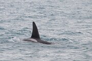 DPPhotography - Iceland - Killer whale - L