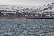DPPhotography - Iceland - Killer whale - M
