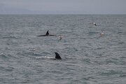 DPPhotography - Iceland - Killer whale - P