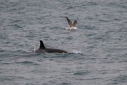 DPPhotography - Iceland - Killer whale - Q