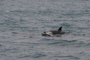 DPPhotography - Iceland - Killer whale - R