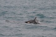 DPPhotography - Iceland - Killer whale - S