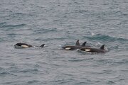 DPPhotography - Iceland - Killer whale - T
