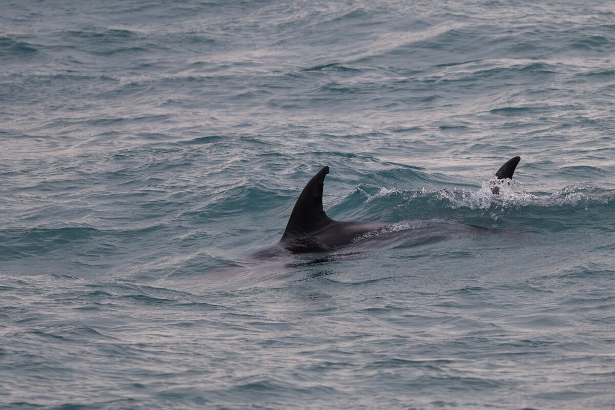 DPPhotography - Iceland - White-beaked dolphin - A.jpg - White-beaked dolphin - Faxaflói Bay