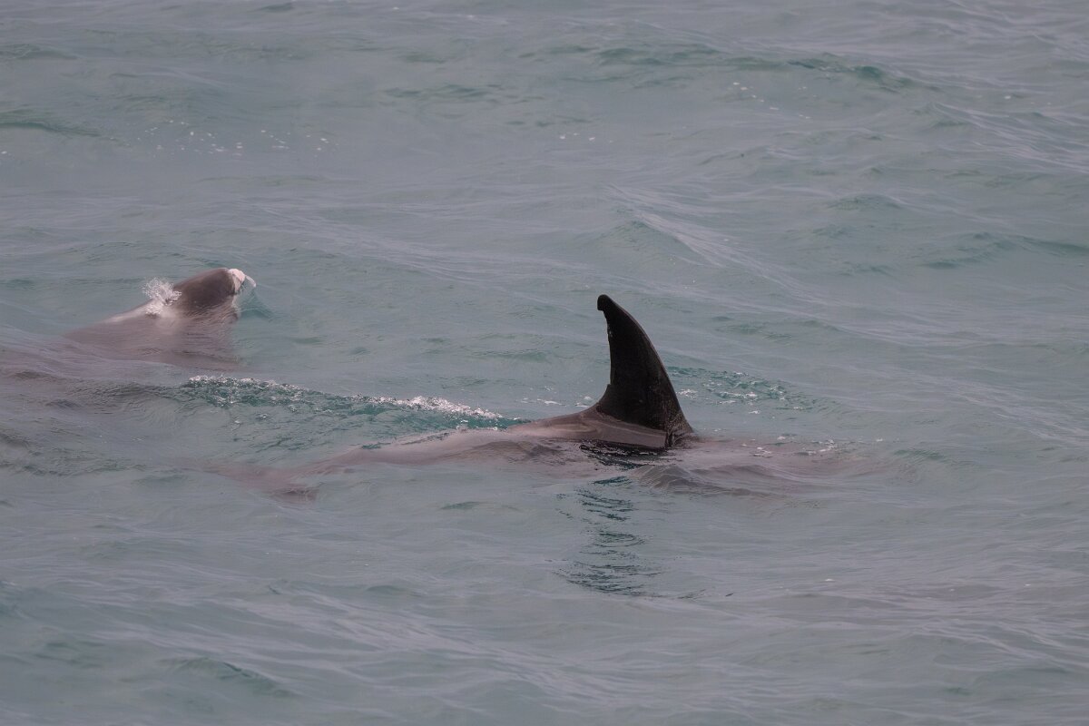DPPhotography - Iceland - White-beaked dolphin - C.jpg - White-beaked dolphin - Faxaflói Bay