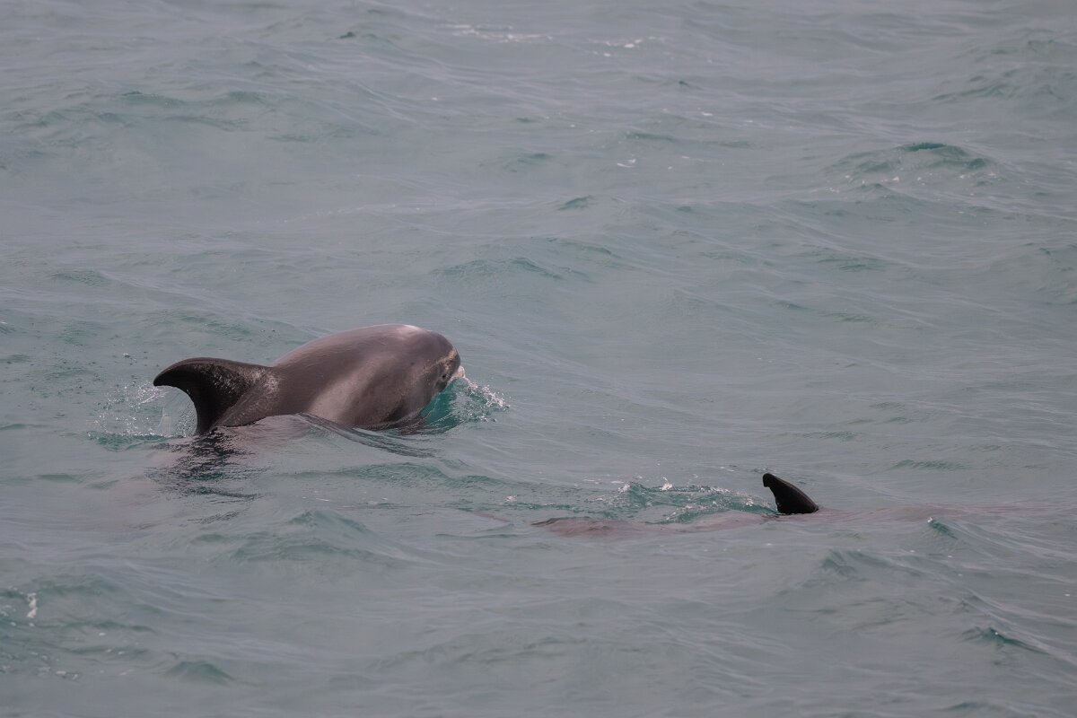 DPPhotography - Iceland - White-beaked dolphin - D.jpg - White-beaked dolphin - Faxaflói Bay