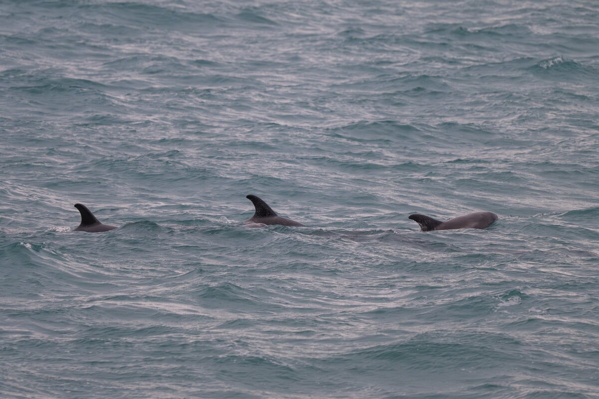 DPPhotography - Iceland - White-beaked dolphin - E.jpg - White-beaked dolphin - Faxaflói Bay