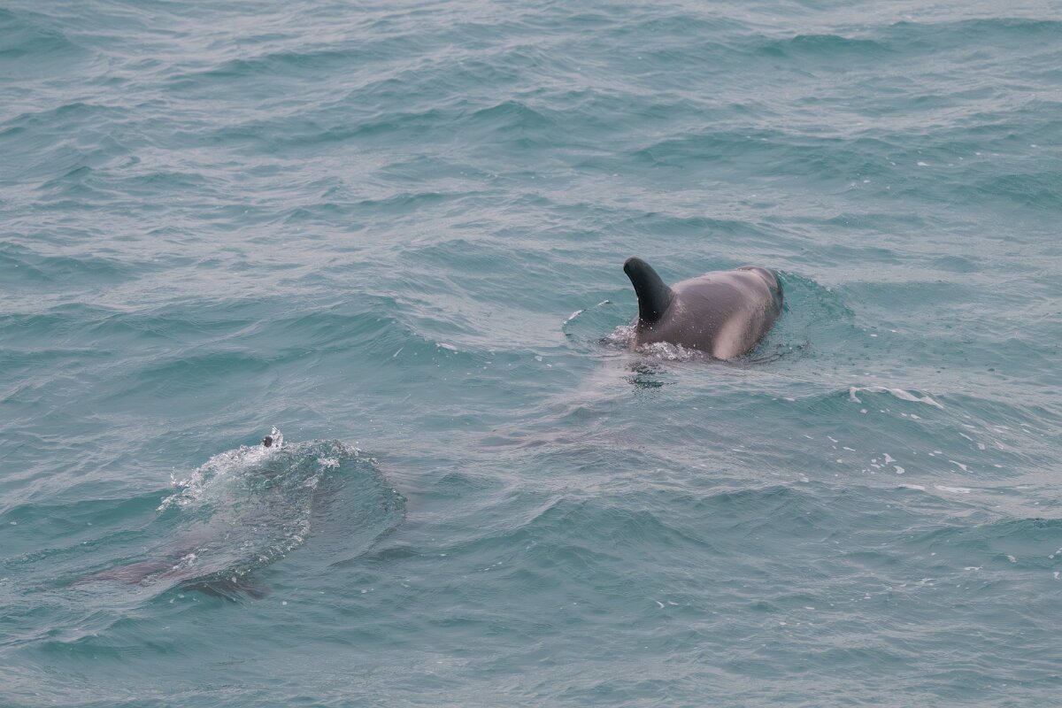 DPPhotography - Iceland - White-beaked dolphin - G.jpg - White-beaked dolphin - Faxaflói Bay