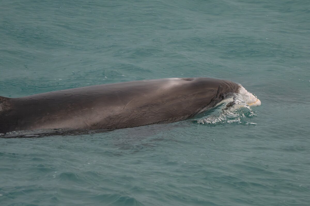 DPPhotography - Iceland - White-beaked dolphin - K.jpg - White-beaked dolphin - Faxaflói Bay