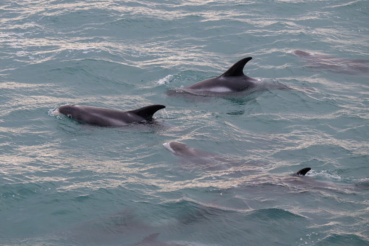 DPPhotography - Iceland - White-beaked dolphin - V.jpg - White-beaked dolphin - Faxaflói Bay
