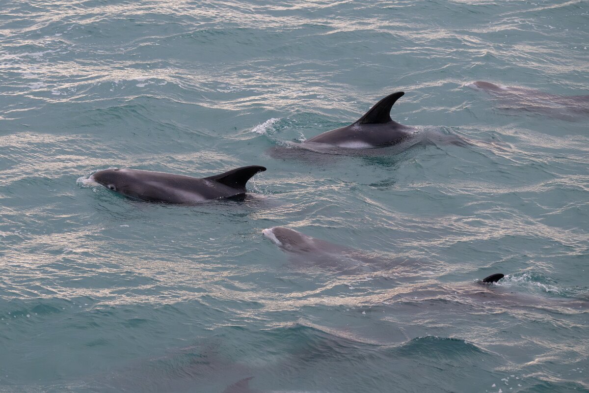 DPPhotography - Iceland - White-beaked dolphin - W.jpg - White-beaked dolphin - Faxaflói Bay