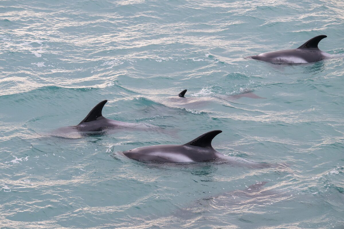 DPPhotography - Iceland - White-beaked dolphin - Z.jpg - White-beaked dolphin - Faxaflói Bay