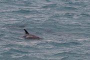 DPPhotography - Iceland - White-beaked dolphin - F
