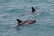 DPPhotography - Iceland - White-beaked dolphin - I