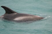 DPPhotography - Iceland - White-beaked dolphin - L
