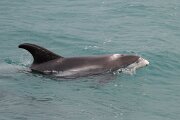 DPPhotography - Iceland - White-beaked dolphin - M