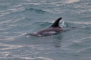 DPPhotography - Iceland - White-beaked dolphin - P