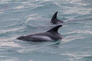 DPPhotography - Iceland - White-beaked dolphin - Q