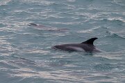 DPPhotography - Iceland - White-beaked dolphin - S