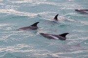 DPPhotography - Iceland - White-beaked dolphin - Y