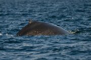 Humpback whale