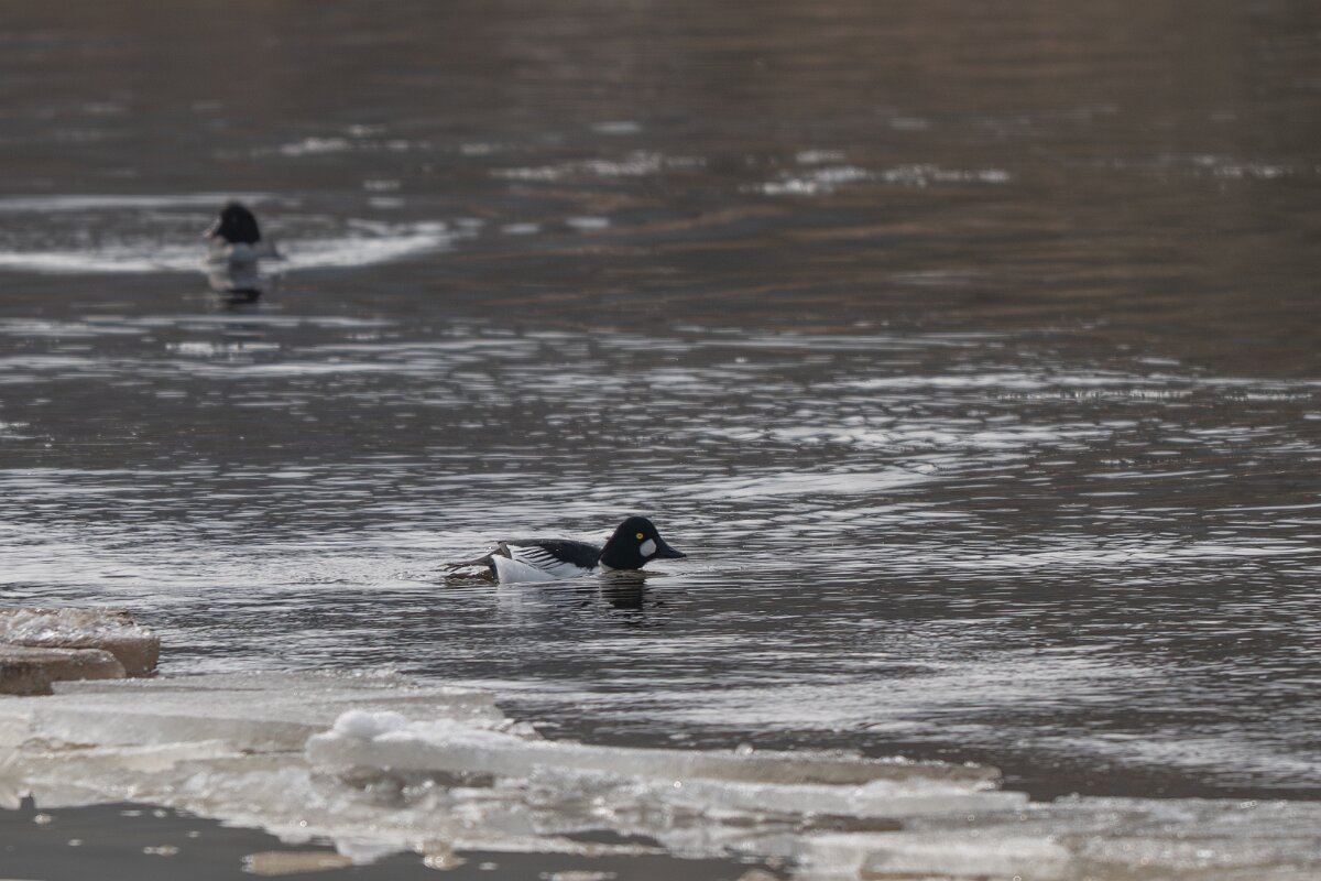 DP Wildlife Photography - Latvia - Common goldeneye - A.jpg - Common goldeneye, pair - Gauja National Park