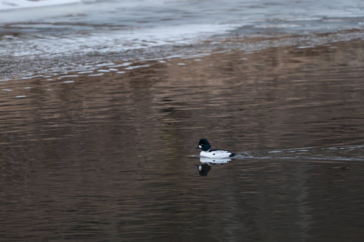DP Wildlife Photography - Latvia - Common goldeneye - D.jpg - Common goldeneye, male - Gauja National Park