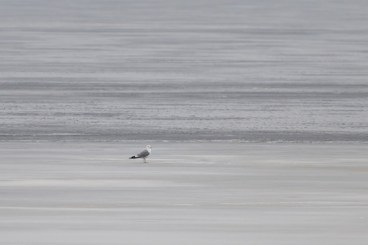 DP Wildlife Photography - Latvia - Common gull - A.jpg - Common gull - Juglas ezers, Riga