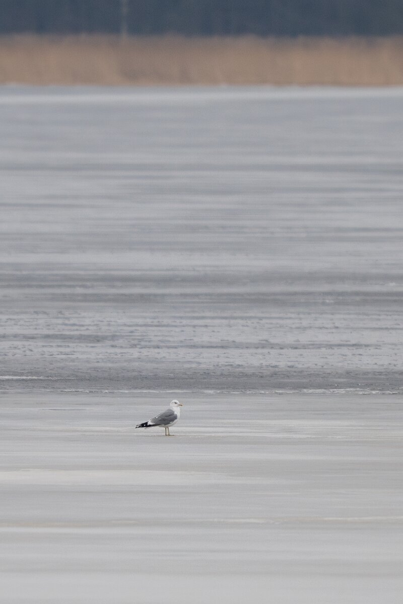 DP Wildlife Photography - Latvia - Common gull - B.jpg - Common gull - Juglas ezers, Riga