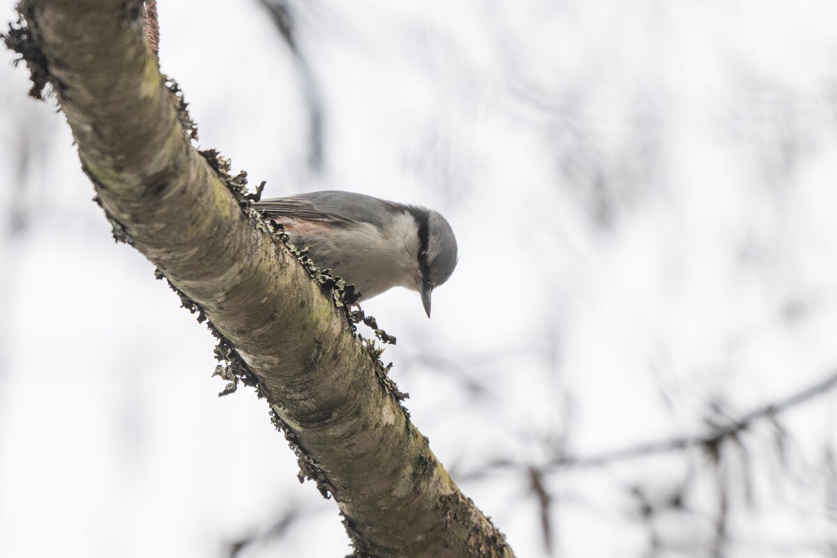 DP Wildlife Photography - Latvia - Eurasian nuthatch - A.jpg - Eurasian nuthatch - Gauja National Park
